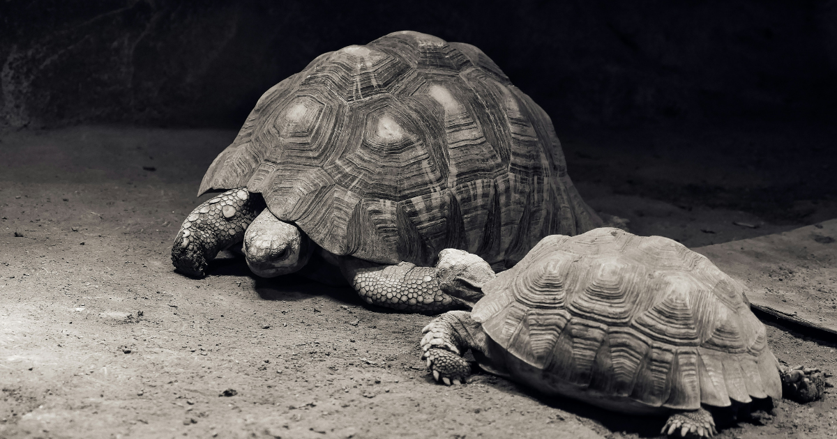 The Coronation | Clementina Jeremiah Godwill | Fiction