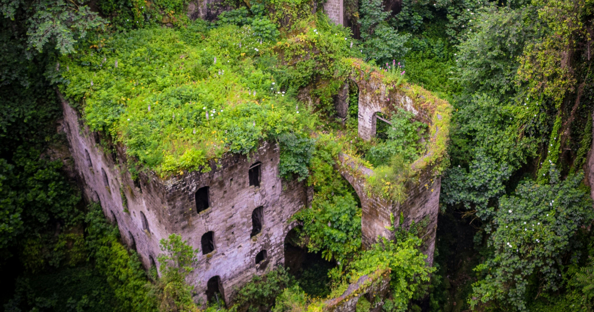 The Forest Inside: On Forest Imaginaries and the Domestic Interior | Salmah Oiza Salam | Essay