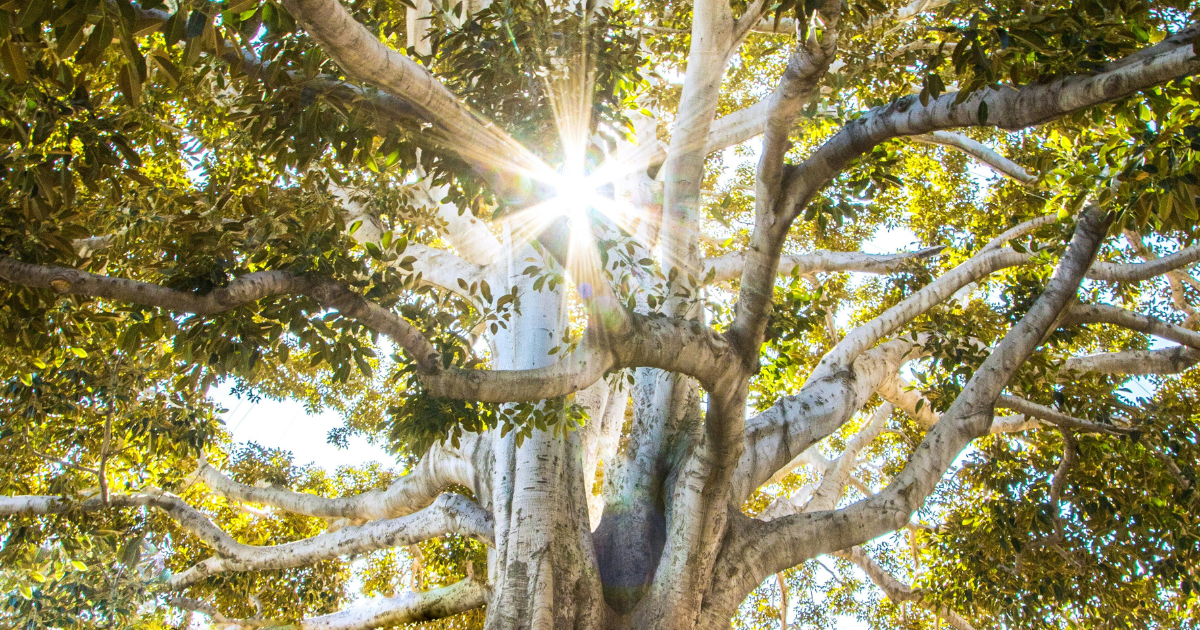 What the Fallen Seed Knows | Bill Nwonwu | Poetry