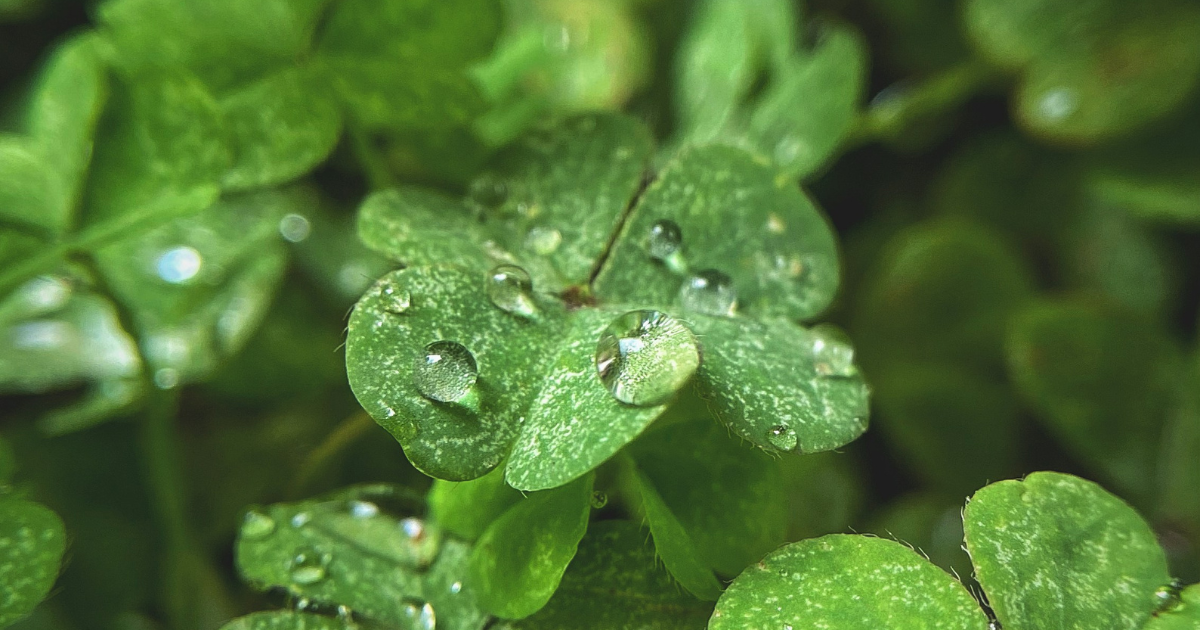 Blind Luck | Nana T. Baffour-Awuah | Poetry